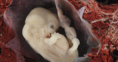 Arizona Supreme Court Upholds 19th Century Near-Total Abortion Ban, Kari Lake Issues Statement