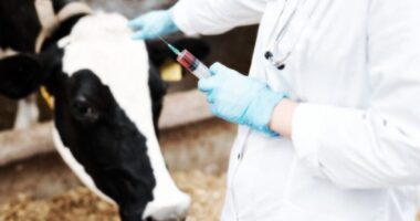 Beef CEO: “I’ll Shut Down the Company Before We Ship a Single Bag With mRNA-Injected Meat”