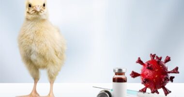 Bird Flu Is 100 Times Worse Than COVID? Fact or Fiction?