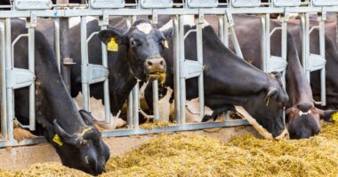 Bird Flu Outbreak Spreads in Cattle.