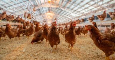 Bird Flu Outbreak at Largest U.S. Manufacturer of Fresh Chicken Eggs.