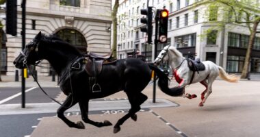 Blood-soaked Household Cavalry horses loose in central London injuring people and hitting cars