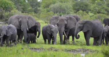 Botswana Threatens to Flood Germany with 20,000 Elephants.
