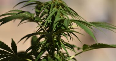Cannabis banking measure to be left out of FAA bill, industry exec says