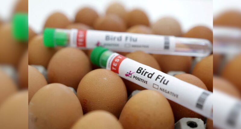Could a Bird Flu Pandemic Be '100 Times Worse' Than COVID?