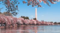 D.C. Cherry Blossoms Aren't Safe Around Climate Activists