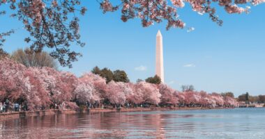 D.C. Cherry Blossoms Aren't Safe Around Climate Activists