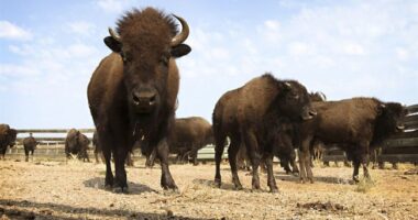 Do Not Pet the Fluffy Cows: National Park Service Reminds You Not to Take Selfies With Bison
