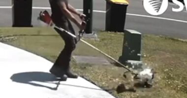 Shocking security footage appears to show an employee of Elly Property Services using a whipper snipper to tear a Swooping Plover to shreds