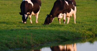GOP-Led State Legalizes Sale Of Raw Milk