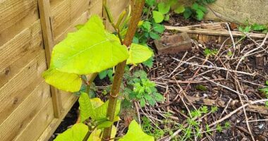 An anonymous gardener asked r/GardeningUK what their invasive plant was (pictured) and sorrowful commenters confirmed it as Japanese knotweed