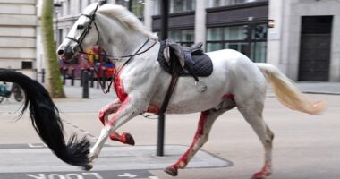 A horse soaked in blood was seen galloping through the streets of London in terrifying scenes on Wednesday morning