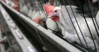 Here Is What You Should Avoid Eating During the Bird Flu Outbreak – HotAir