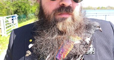 Philip Weston-Thomas, from Wales, is pictured with baby pigeon Bobbi nestling into his beard
