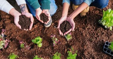 In an effort to help home cooks and reduce waste, gardening experts from Gardening Express are encouraging households to keep their food scraps as they can be used to regrow items such as lettuce, onions and garlic