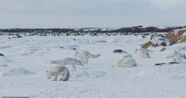 Starving arctic foxes turn to cannibalism as they battle climate change and lack of food along Canada's Hudson Bay in heartbreaking scenes filmed for BBC Mammals