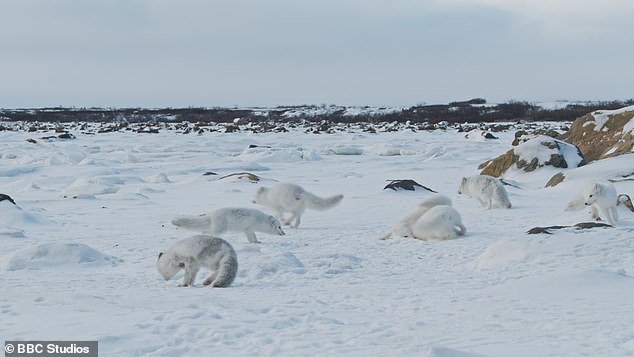 Starving arctic foxes turn to cannibalism as they battle climate change and lack of food along Canada's Hudson Bay in heartbreaking scenes filmed for BBC Mammals