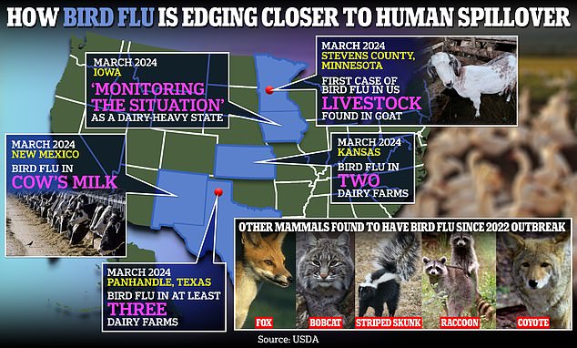 Tests revealed that an unknown number of cows have tested positive for bird flu Type A H5N1 in Texas, Kansas and New Mexico. Iowa is currently 'monitoring the situation' as it is also a dairy-heavy state. It comes after a goat in Minnesota tested positive last week. Bird flu has also been found in foxes, bobcats, striped skunks, raccoons and coyotes since the 2022 outbreak