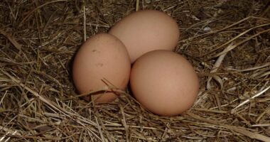 JUST IN: Production Halted At Texas Plant Of Country’s Largest Fresh Egg Producer