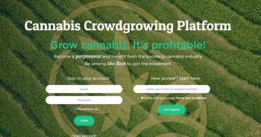 A senior staff member of a scam company has been arrested amid a Europe-wide probe into the £550million 'JuicyFields' Ponzi scheme - which tricked people into investing into a fake medicinal cannabis network