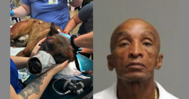 Man Accused of Stabbing Las Vegas K9 'Enzo' Allegedly Wanted for Murder in Missouri – RedState