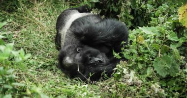 Mining has left one-third of Africa’s great apes at risk