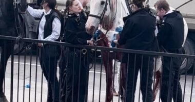 The last two horses were finally caught outside the Glamis Estate in Limehouse this morning