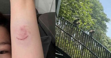 Monkey bites woman, 32, at Chestnut Nature Park - Mothership.SG