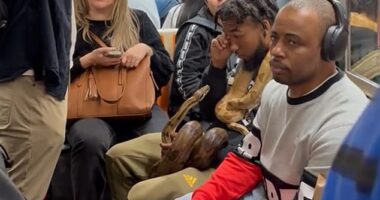 A daring NYC subway passenger brought two ginormous snakes onto a packed train to the shock and horror of fellow riders