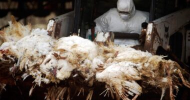 New Bird Flu Scare: Psy Op Or The Real Deal?