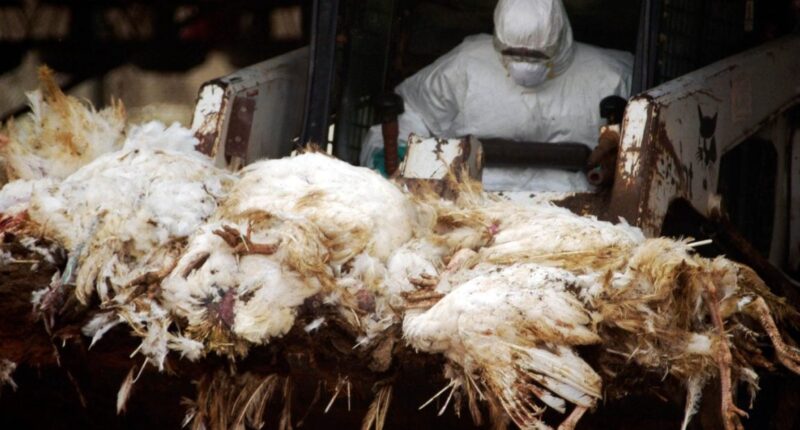 New Bird Flu Scare: Psy Op Or The Real Deal?