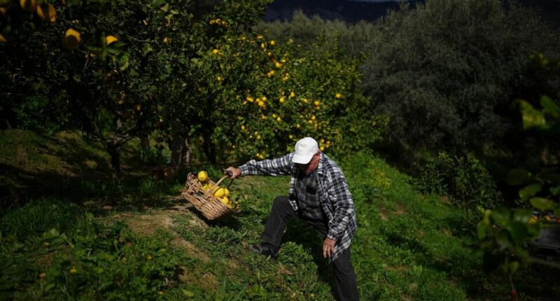 On French Riviera Hillsides, the Once-Dominant Menton Lemon Gets Squeezed by Development