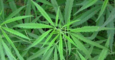 Recreational Marijuana To Become Legal In Florida?