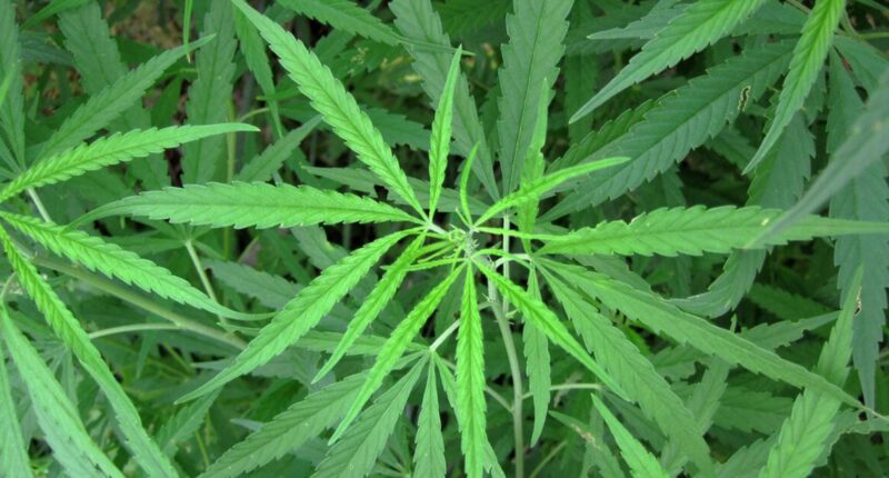 Recreational Marijuana To Become Legal In Florida?
