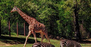 Report: Animals at Dallas Zoo Screech, Run for Cover During Solar Eclipse