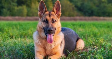 A study by the pet insurance experts observed eight dog breeds across the UK and their allocated names, including: cockapoos, Jack Russells, cocker spaniels, staffies, Labrador retrievers, German Shepherds and Golden retrievers (stock image)
