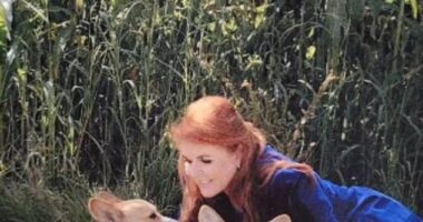 The card featured a photo of Prince Andrew's ex-wife lying in the grass with the late Queen Elizabeth's royal pups - which she has been taking care of