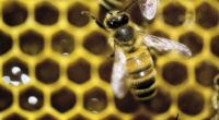Scientists Are Claiming That Most Animals - Even Insects