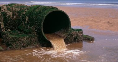 Sewage in UK Waterways Leaves Fish Full of Cocaine, Contraceptives, & Antidepressants.