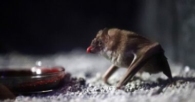 Shocking. 'Vampire Facials' Can Be Dangerous – HotAir