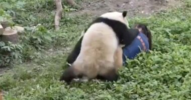 The pandas paw at the zookeeper's head and appear to nibble at her neck, arms and legs