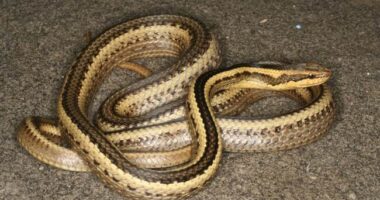 Snake in the Grass Nina Jankowicz Returns With Perfectly Named 'Disinformation' Think Tank