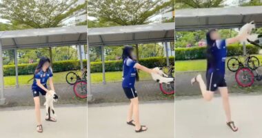 S'pore domestic worker who filmed herself swinging cat expressed remorse to SPCA during home visit - Mothership.SG