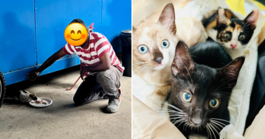 S'pore migrant worker, 46, feeds cats at construction site with his leftover food, helped rescue 9 of them - Mothership.SG