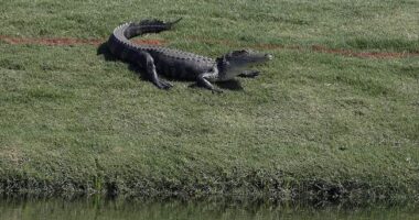 Statement From University of Florida After Arrest of Campus Occupiers Was Perfection – RedState