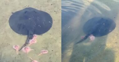 Stingray gives birth to translucent pink baby rays in S'pore reservoir - Mothership.SG