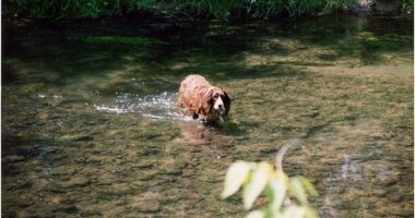 Study: Dogs Can Associate Words With Objects. Everyone Who Owns a Dog: 'Well, Duh.' – RedState