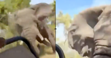 TRAGIC: Elephant Charges At 25 MPH, Kills American Tourist (VIDEO)
