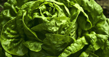 Tennessee Bill To Label ‘Food That Contains Vaccine’ As A Drug Heads To Governor’s Desk