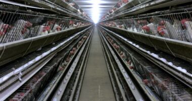 Texas Egg Producer Halts Operations – HotAir